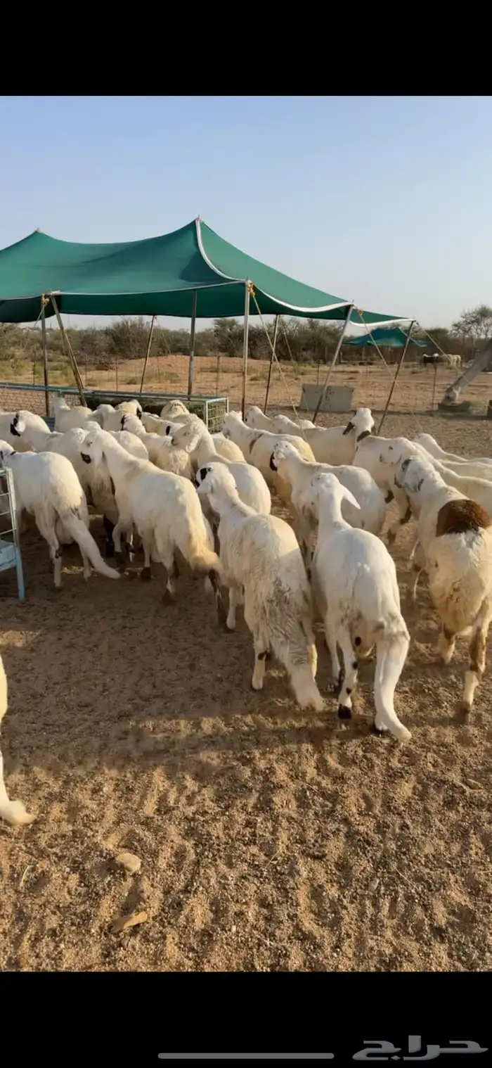 سواكن ابيض مرباه اكثر من اربع اشهر نضيفه على الشرط 3