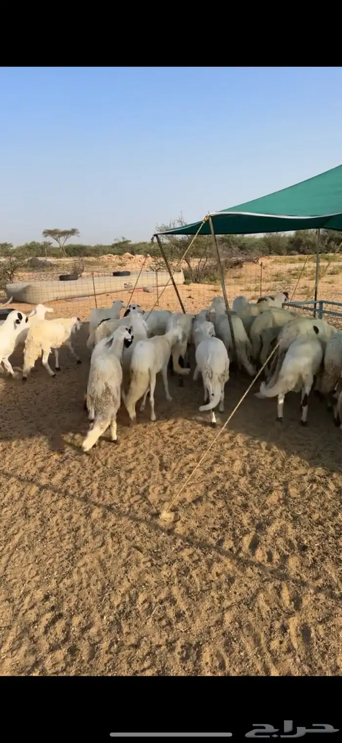 سواكن ابيض مرباه اكثر من اربع اشهر نضيفه على الشرط 0
