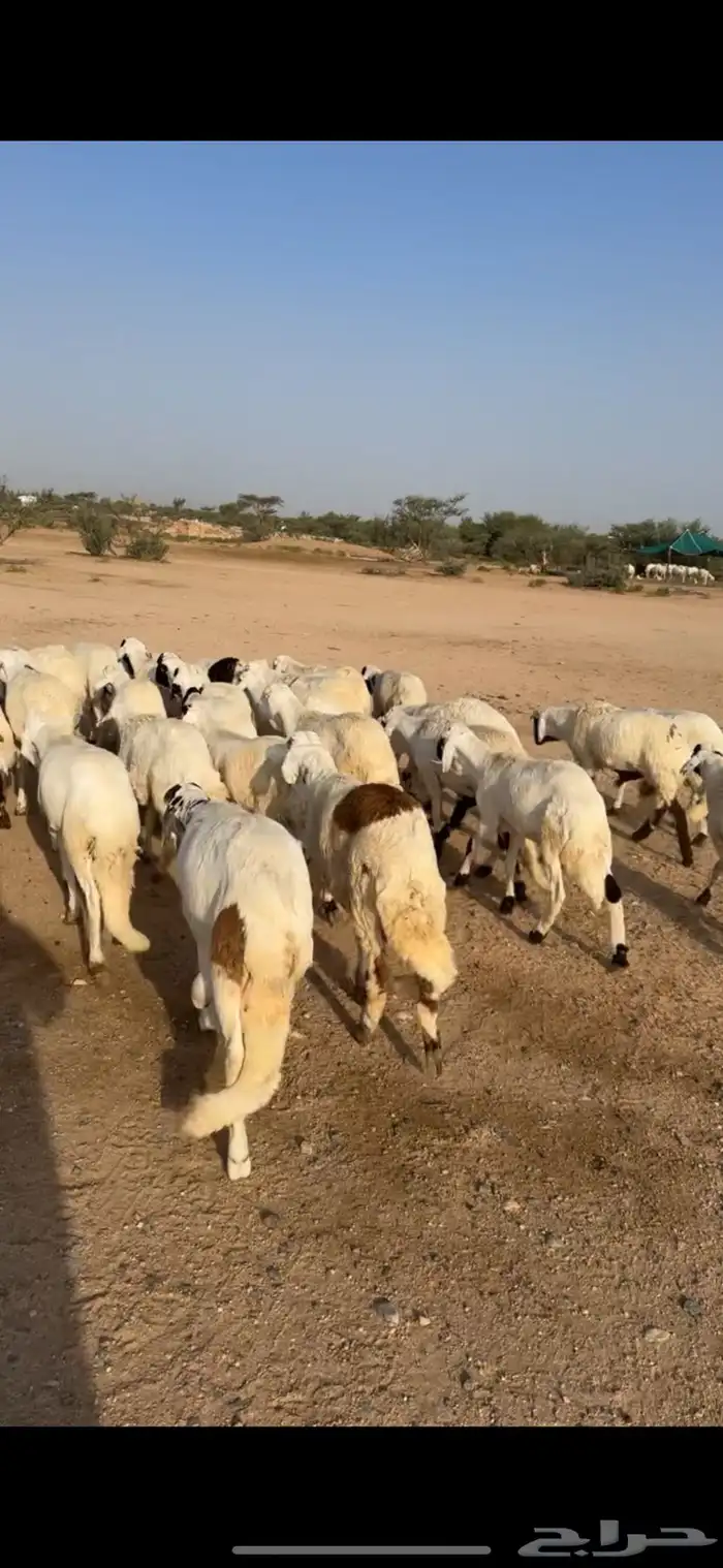 سواكن ابيض مرباه اكثر من اربع اشهر نضيفه على الشرط 1