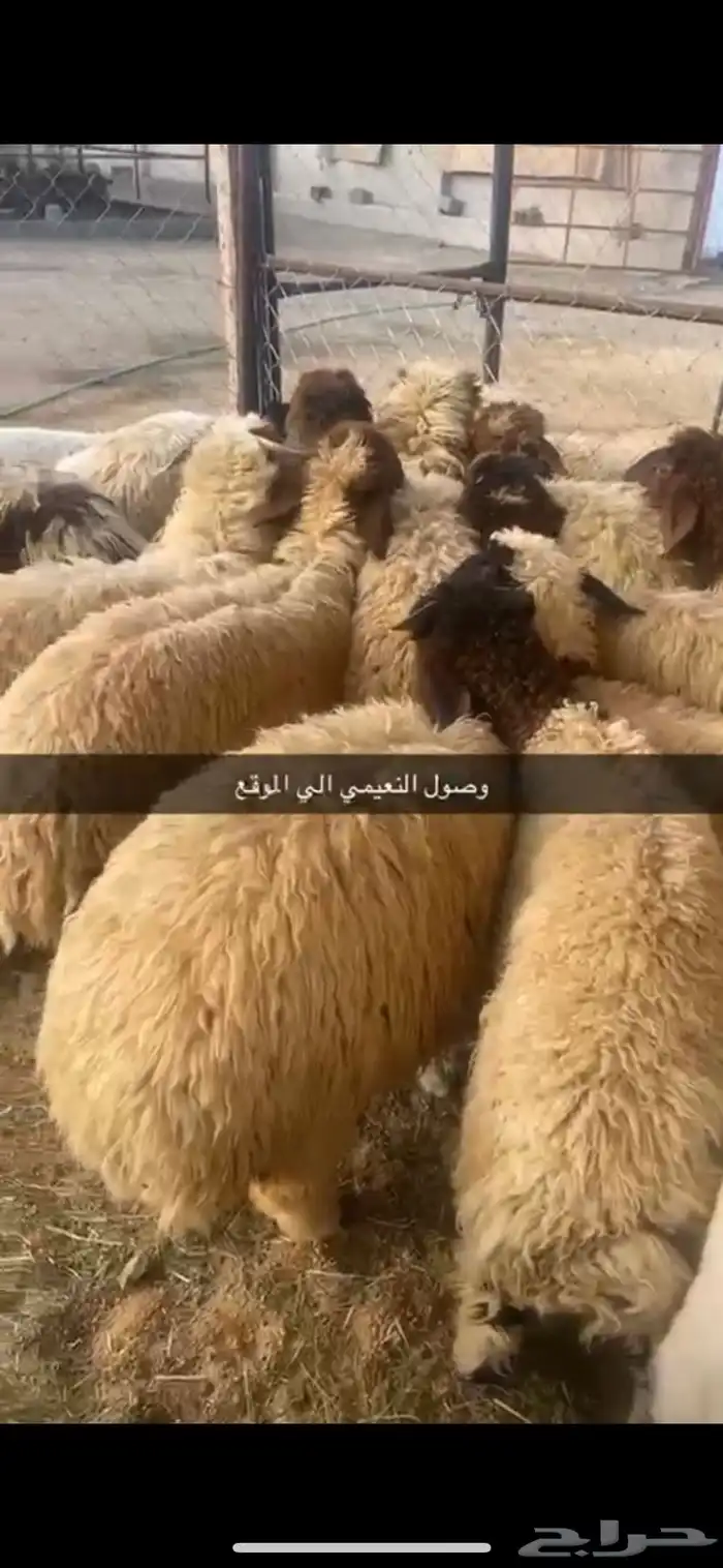 اضاحي وذبح وتوصيل 2