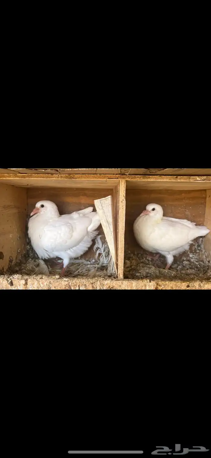 فراخة حمام فرنسي وزاجل حجم توب (الزلفي) 1