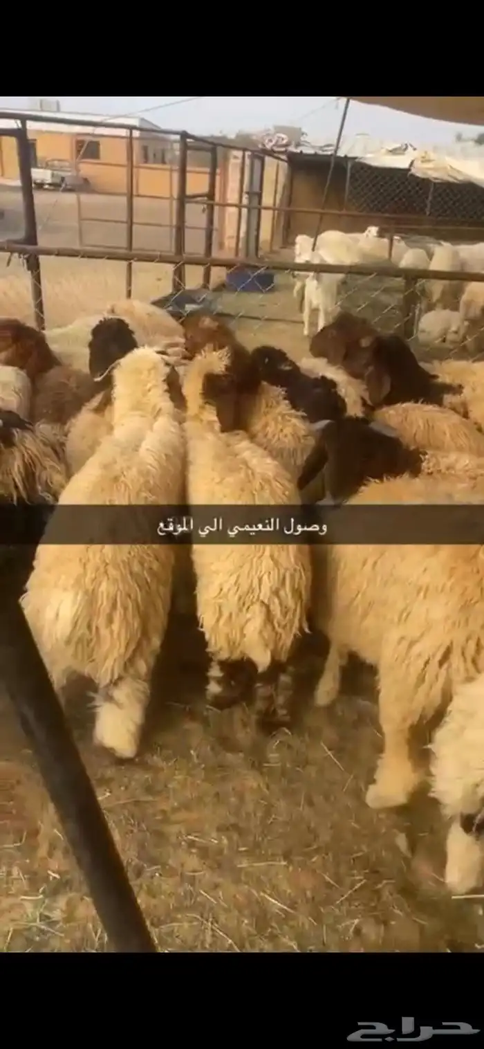 اضاحي وذبح وتوصيل 1