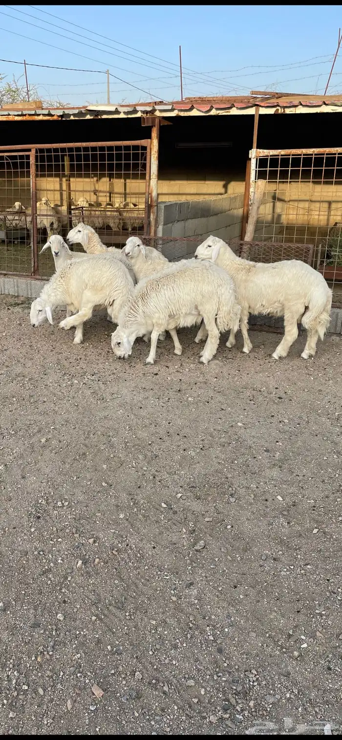 طليان ذبايح حريات وسواكن عن طريق تابي 5