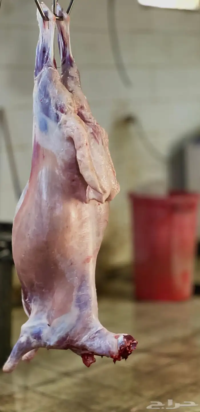 سواكن تربيه فل شحم وطليان حريه وباسعار مناسبة 9