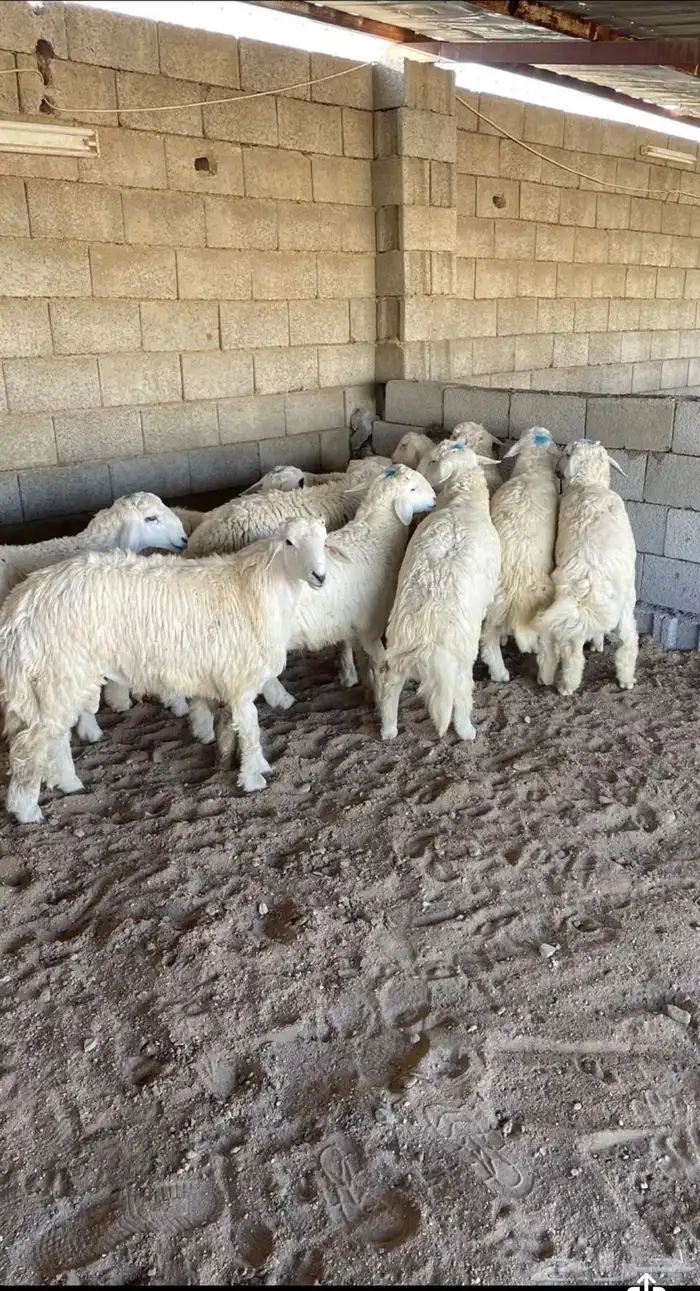 طليان ذبايح حريات وسواكن عن طريق تابي 1