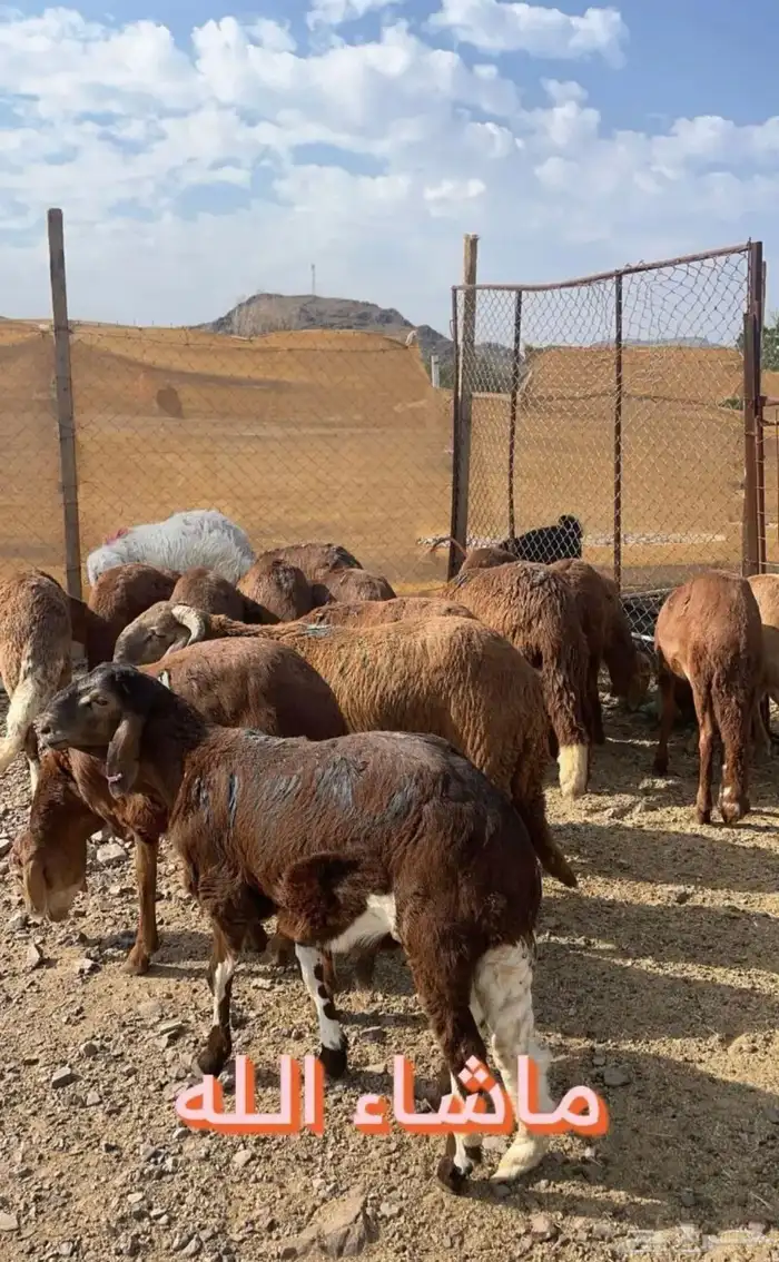 ذبيحتك لحد باب بيتك شامل الذبح والتوصيل 1