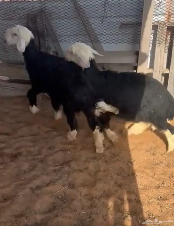 خرفان مع السلخ والتوصيل 0