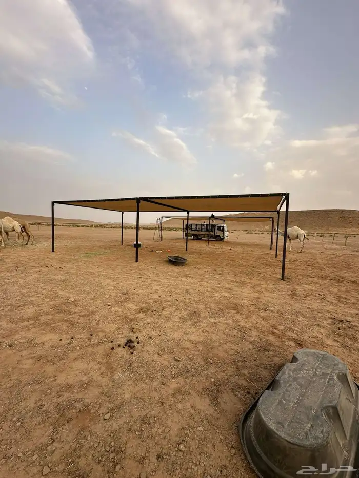 مضلات الإبل مضلت البئل مضلا الئبل حلال 5