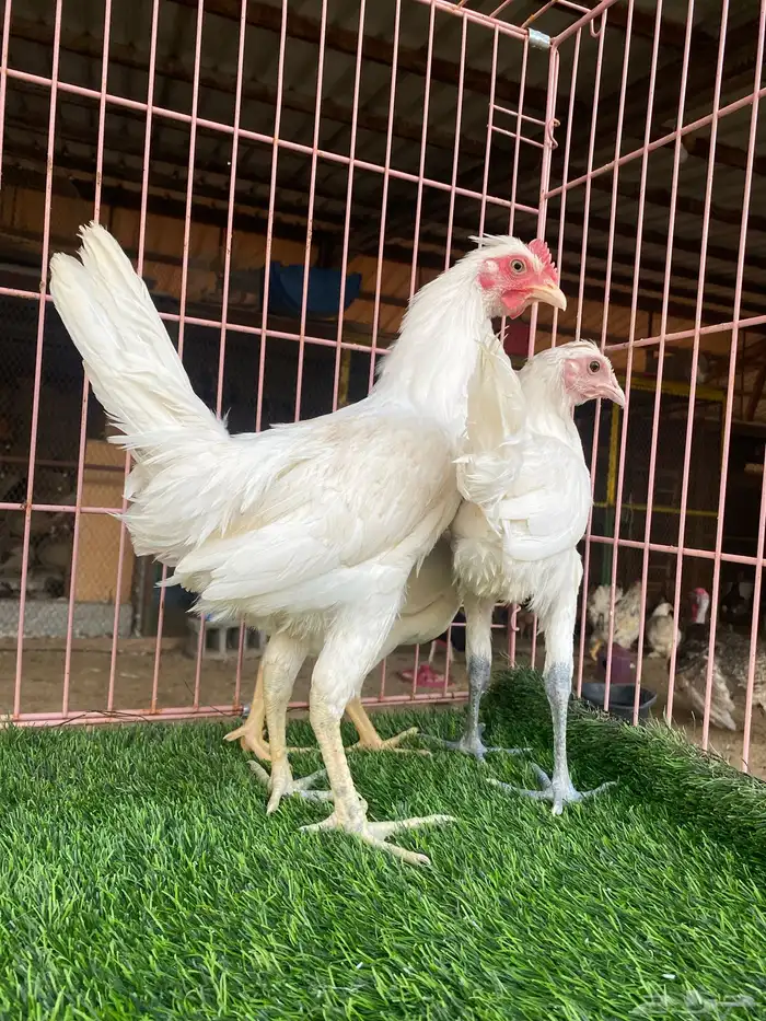 طقم دجاج ابيض (تم البيع) 2