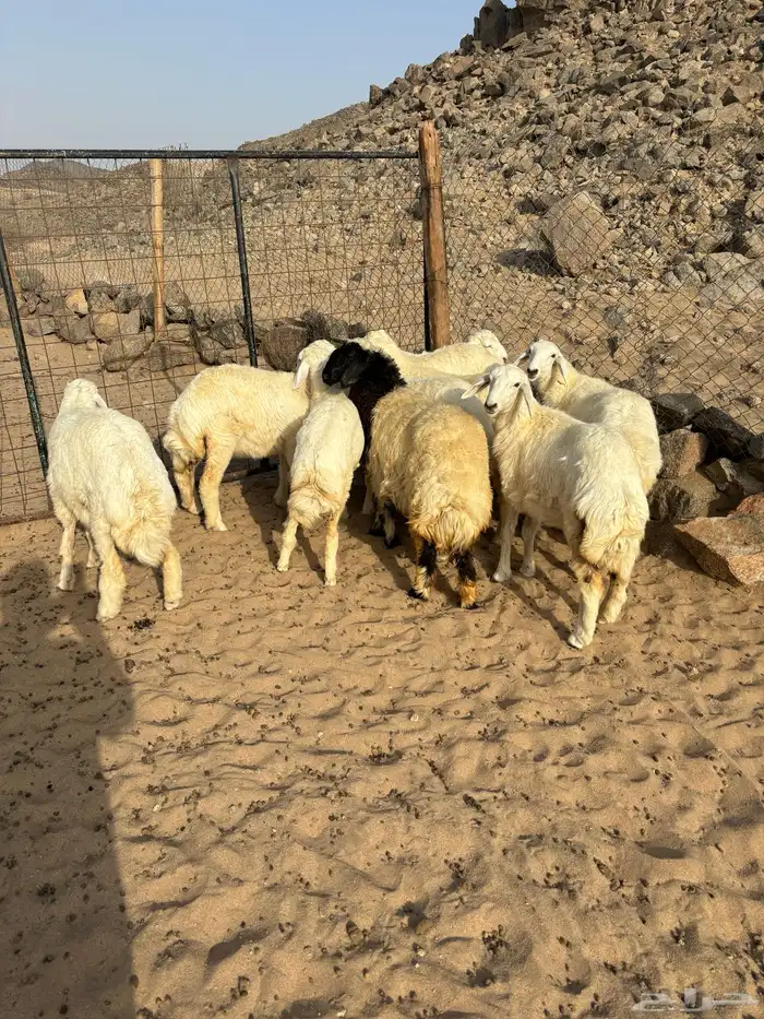 الشميسي طريق الخواجات 0