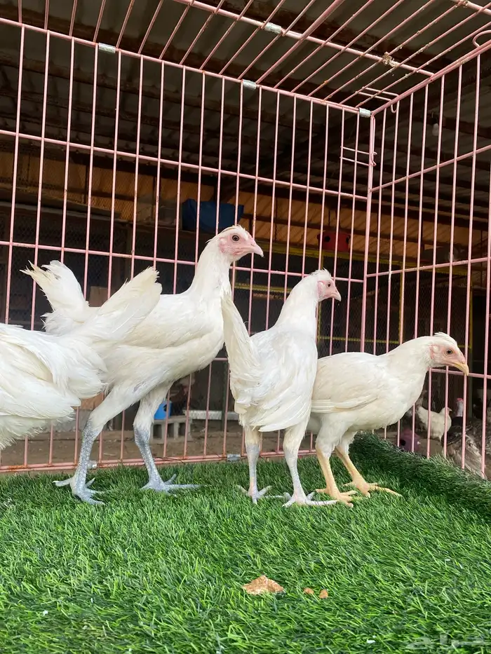 طقم دجاج ابيض (تم البيع) 1