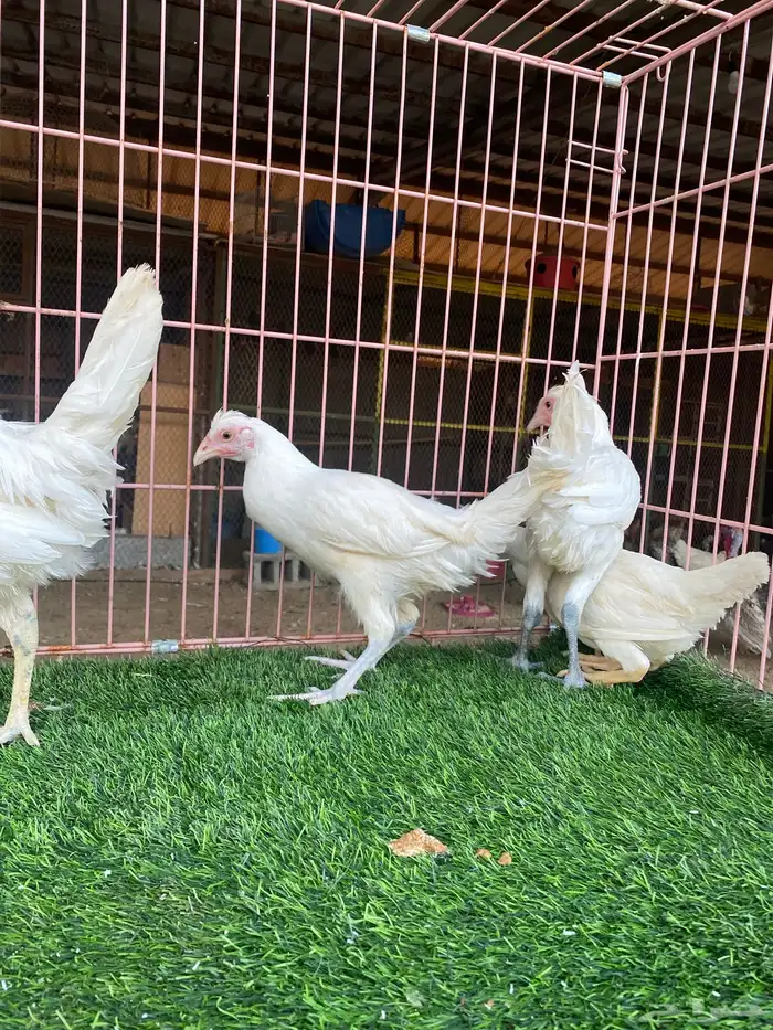 طقم دجاج ابيض (تم البيع) 0