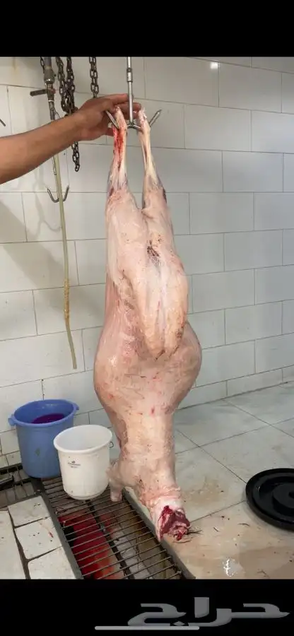 للبيع طليان سواكني شبيه الحري أعياد مناسبة 3