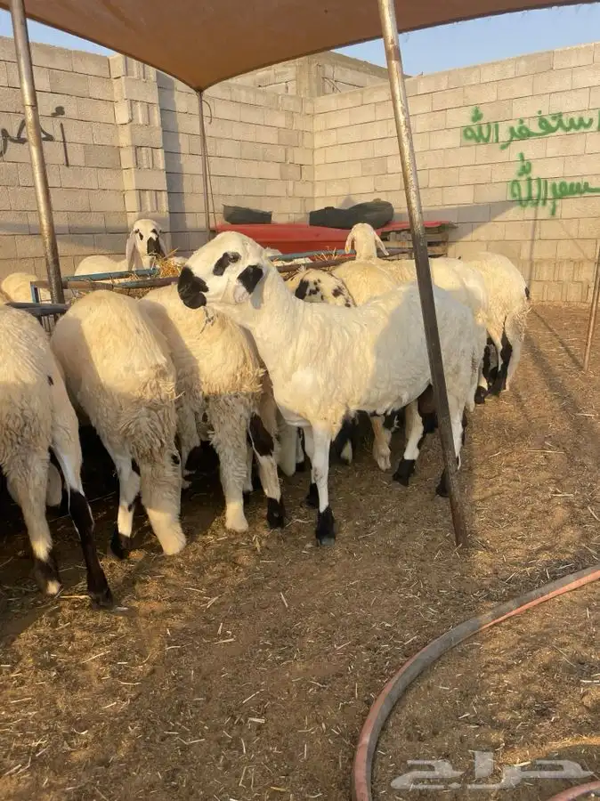 للبيع طليان سواكني شبيه الحري أعياد مناسبة 0