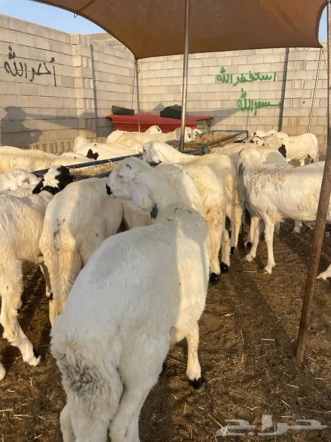 للبيع طليان سواكني شبيه الحري أعياد مناسبة 1