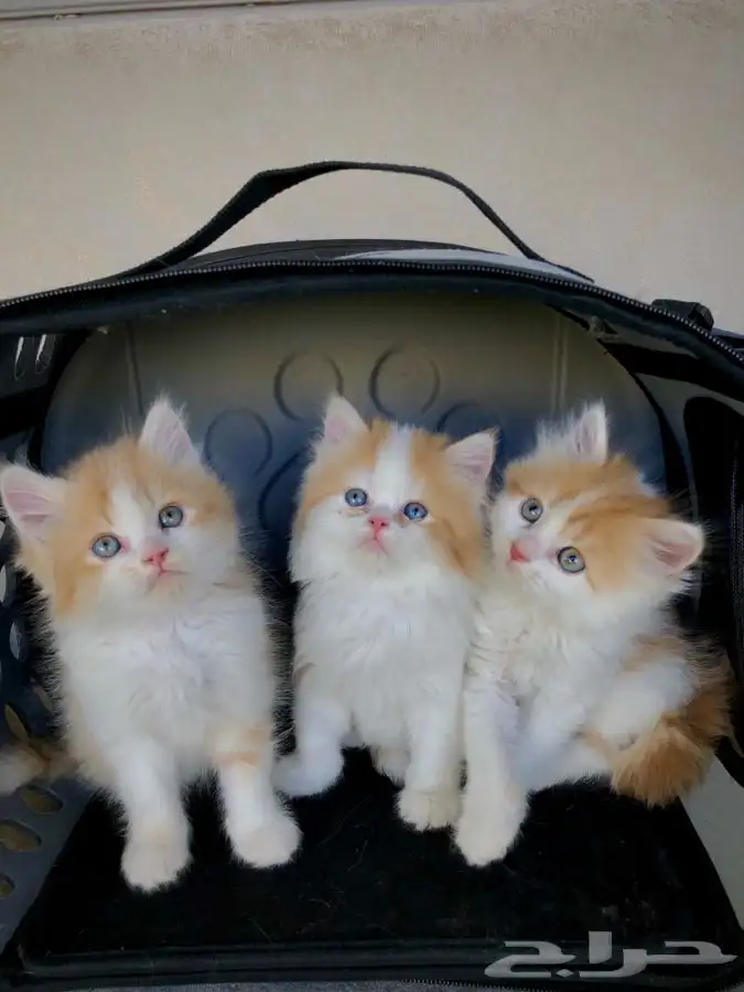 بيرشن هاف بيكي كيتن قطه بسه قطوه سكوتش انثى ذكر شيرازي بيكي 0