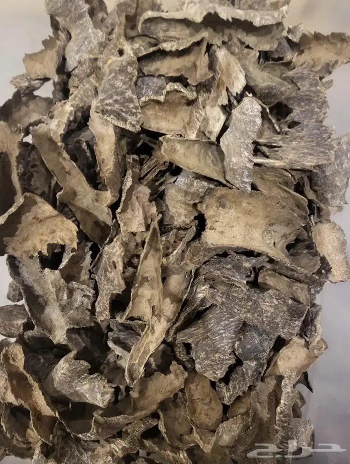 زوايا فيتنامي طبيعي مرتفع و دبل 0