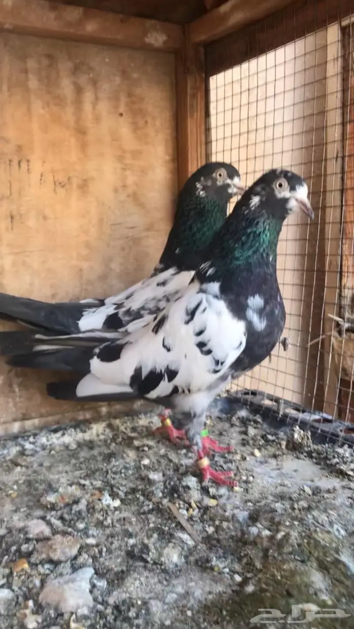 جوز تيدي سلارا اساس مبيوع 0