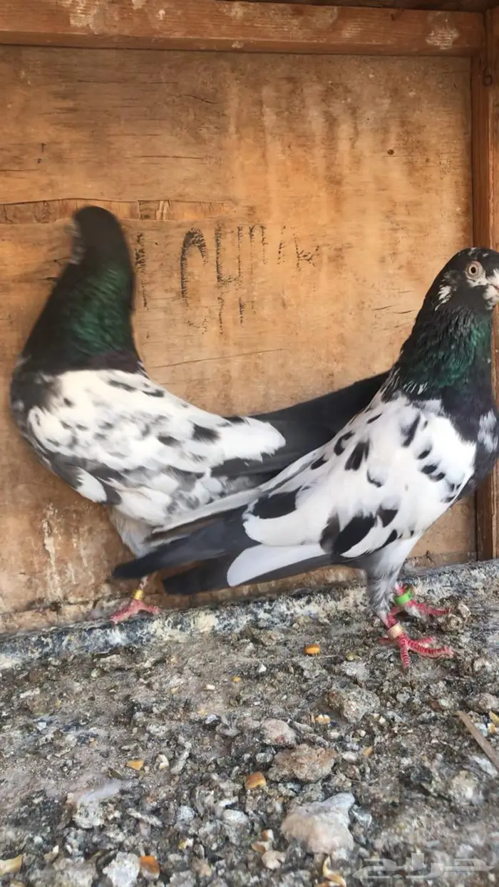 جوز تيدي سلارا اساس مبيوع 3