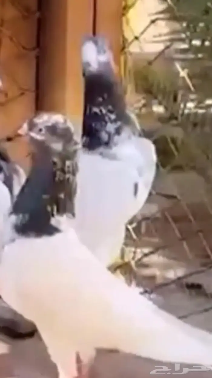 جوز تيدي جنسرا اساس 0