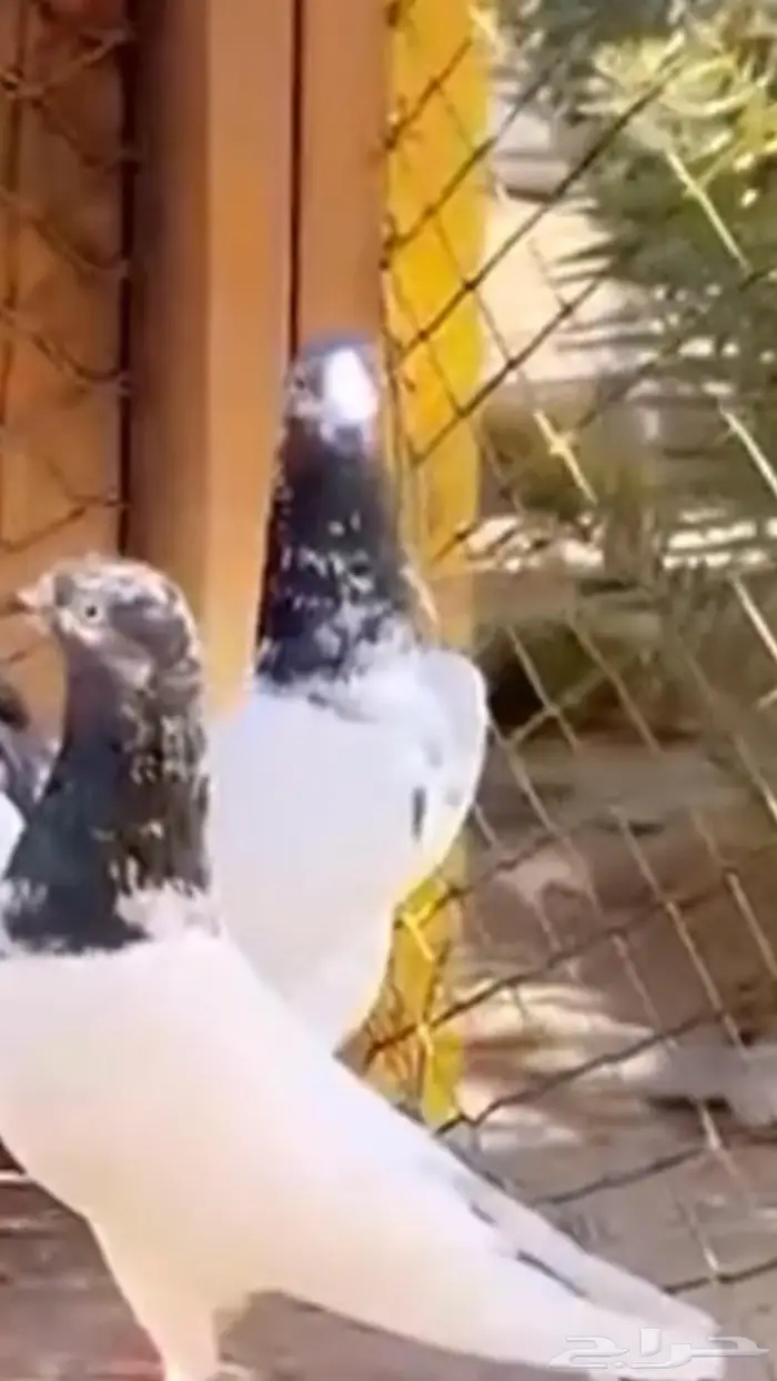 جوز تيدي جنسرا اساس 2