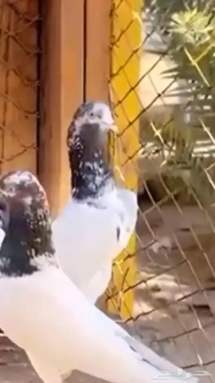 جوز تيدي جنسرا اساس 3