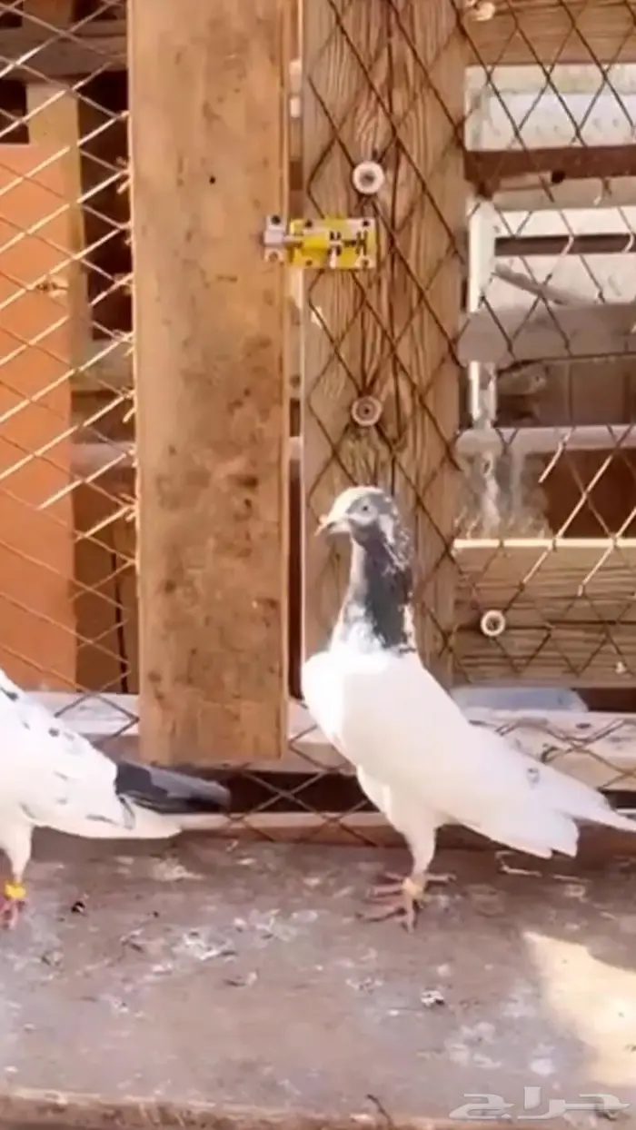جوز تيدي جنسرا اساس 4