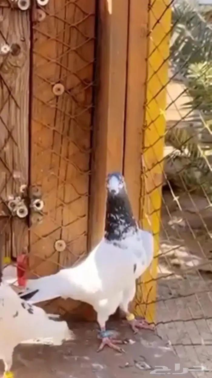 جوز تيدي جنسرا اساس 5