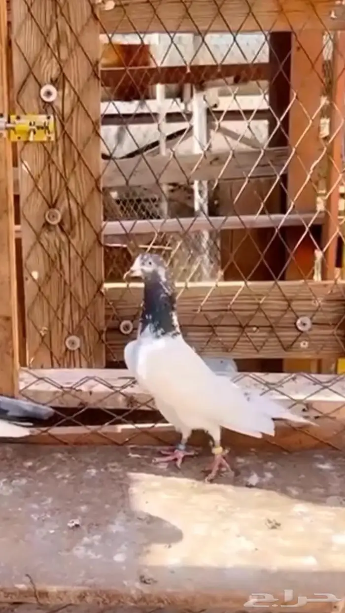 جوز تيدي جنسرا اساس 7