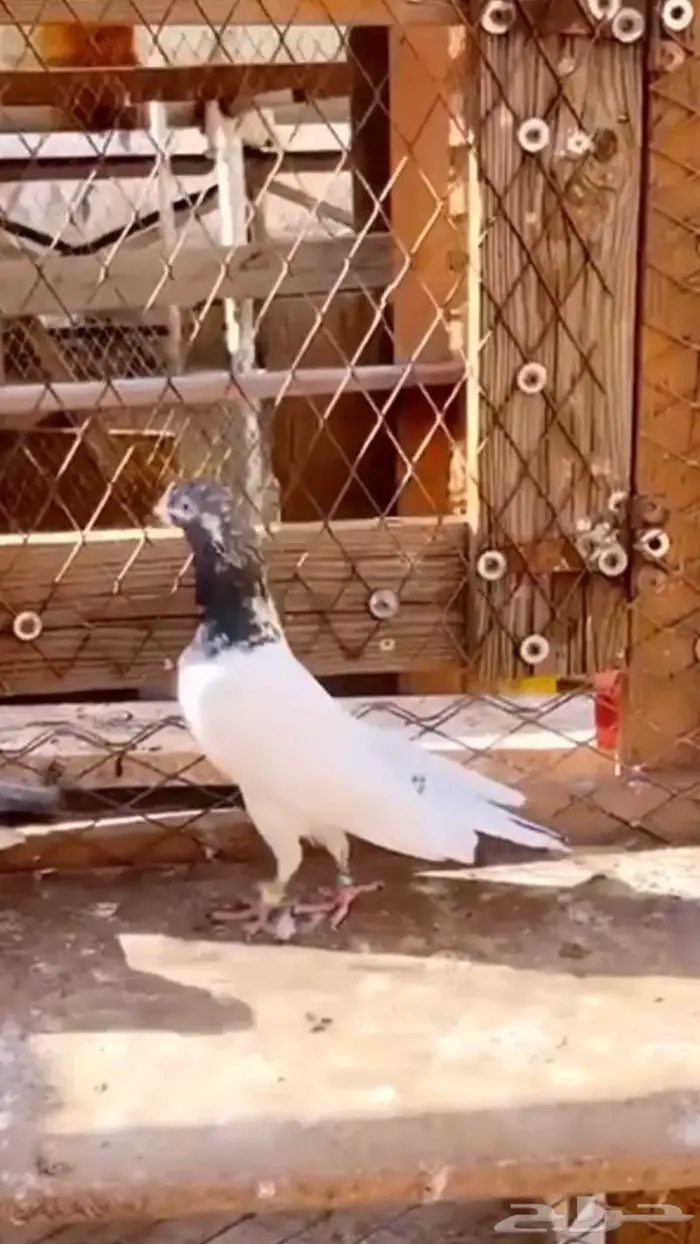 جوز تيدي جنسرا اساس 8