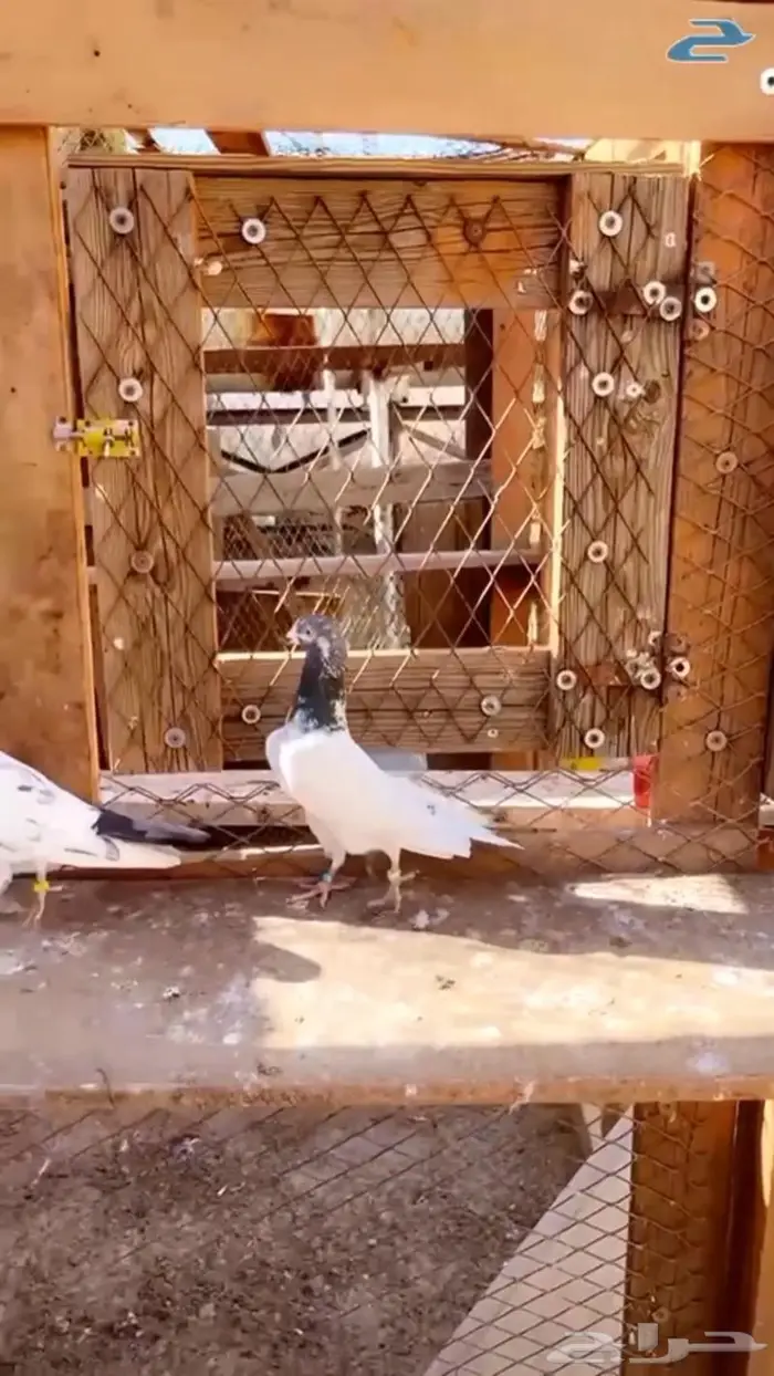 جوز تيدي جنسرا اساس 9