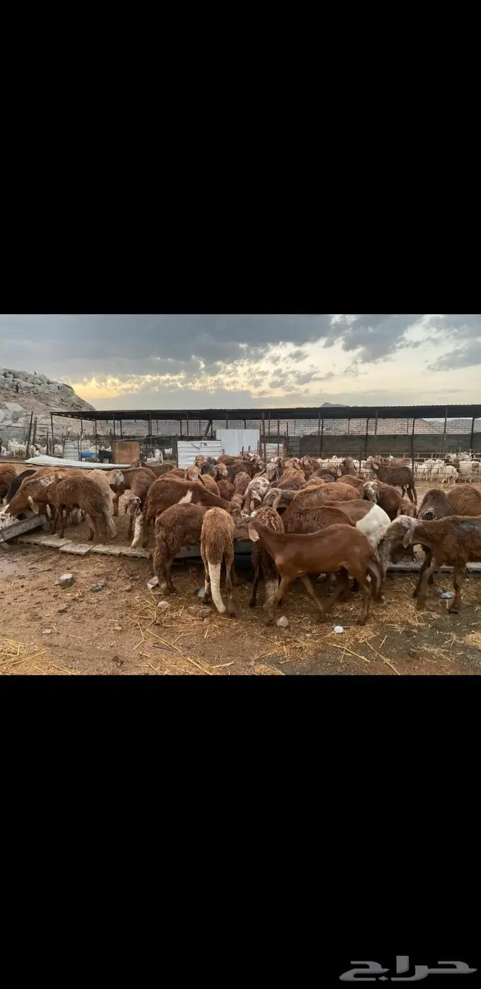 طليان سواكني ويوجد ذبح وتوصيل 5