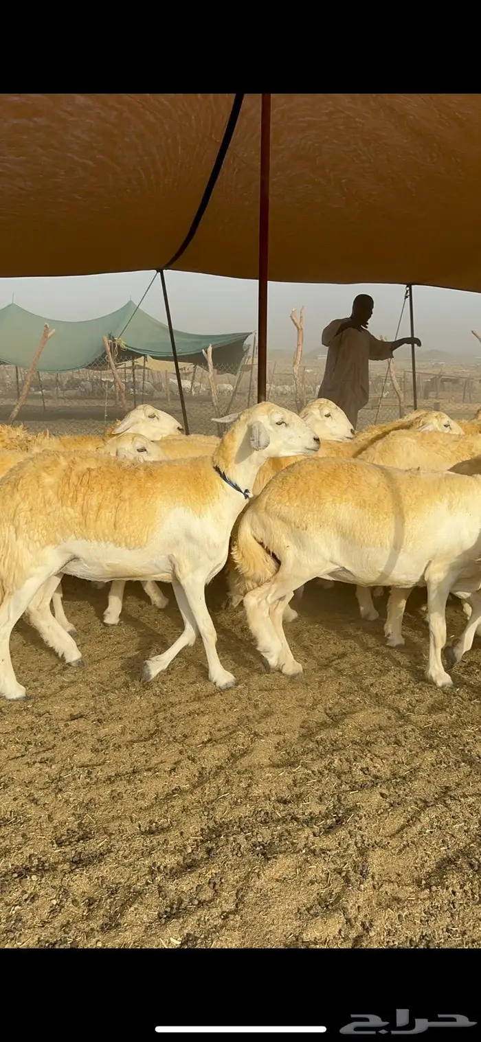 غنم حرية مراح واحد صنف نادر 50 راس 9