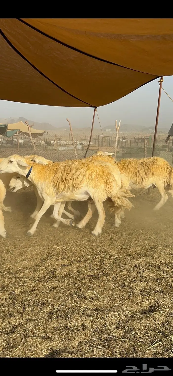 غنم حرية مراح واحد صنف نادر 50 راس 10
