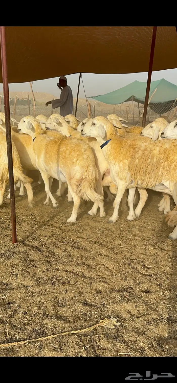 غنم حرية مراح واحد صنف نادر 50 راس 11