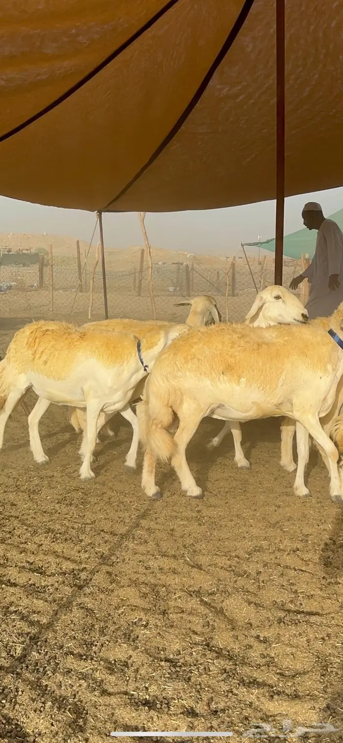 غنم حرية مراح واحد صنف نادر 50 راس 12