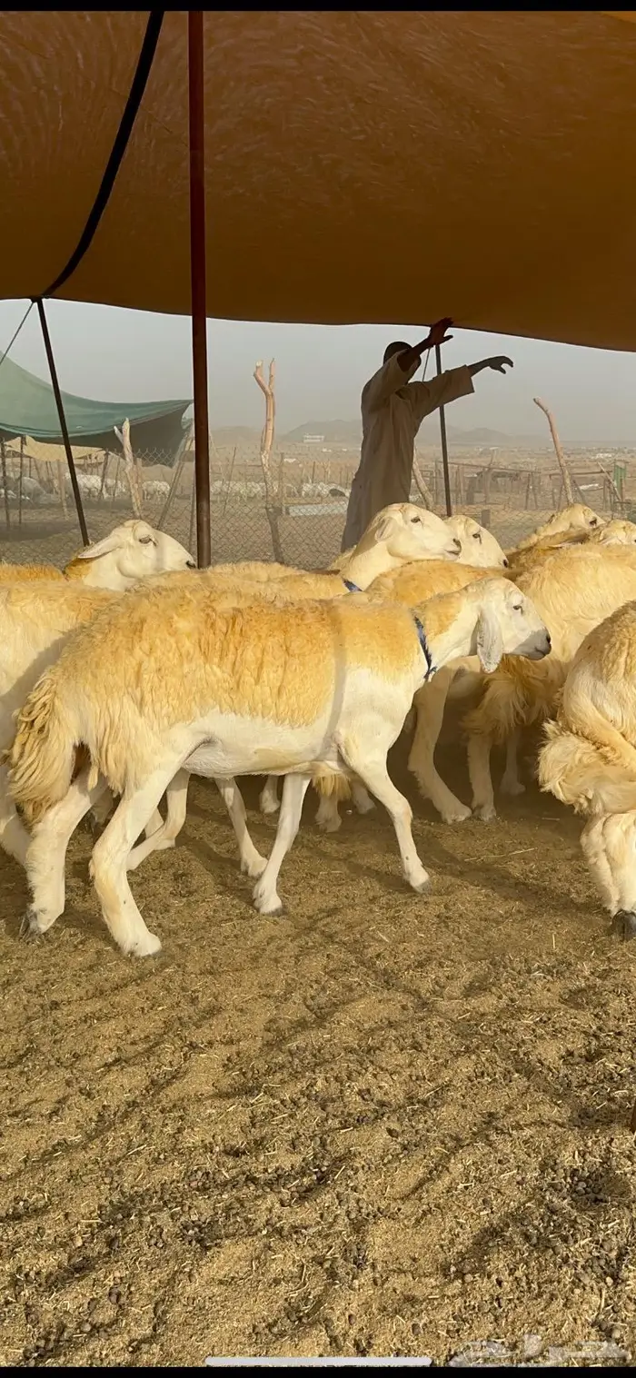 غنم حرية مراح واحد صنف نادر 50 راس 13