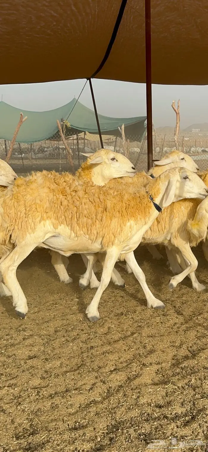 غنم حرية مراح واحد صنف نادر 50 راس 14