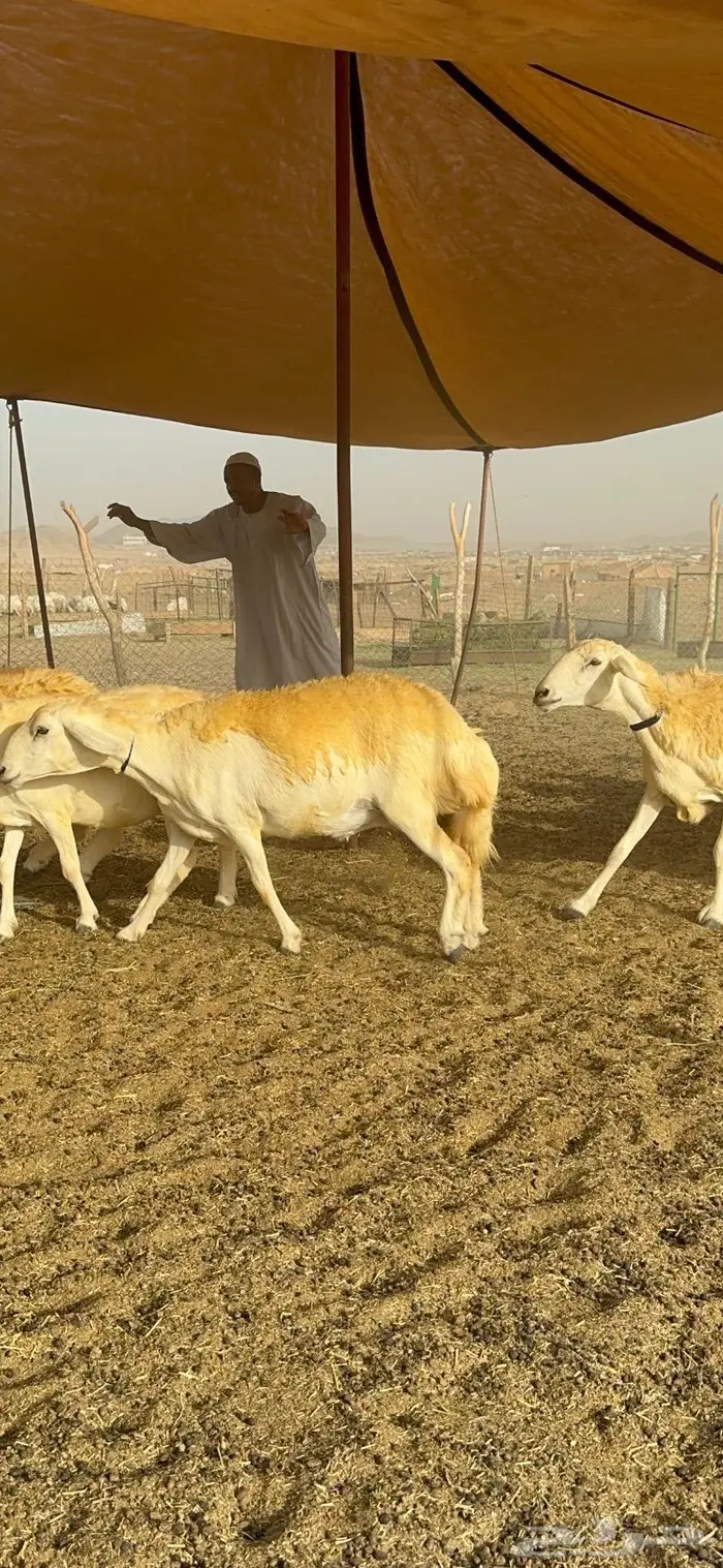 غنم حرية مراح واحد صنف نادر 50 راس 17