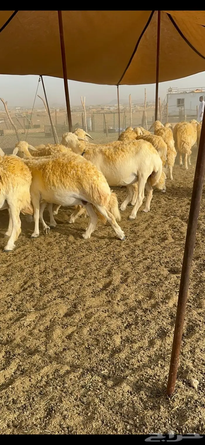 غنم حرية مراح واحد صنف نادر 50 راس 16