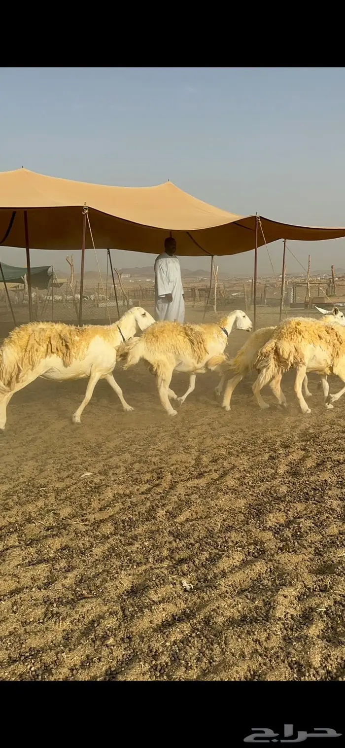 غنم حرية مراح واحد صنف نادر 50 راس 1