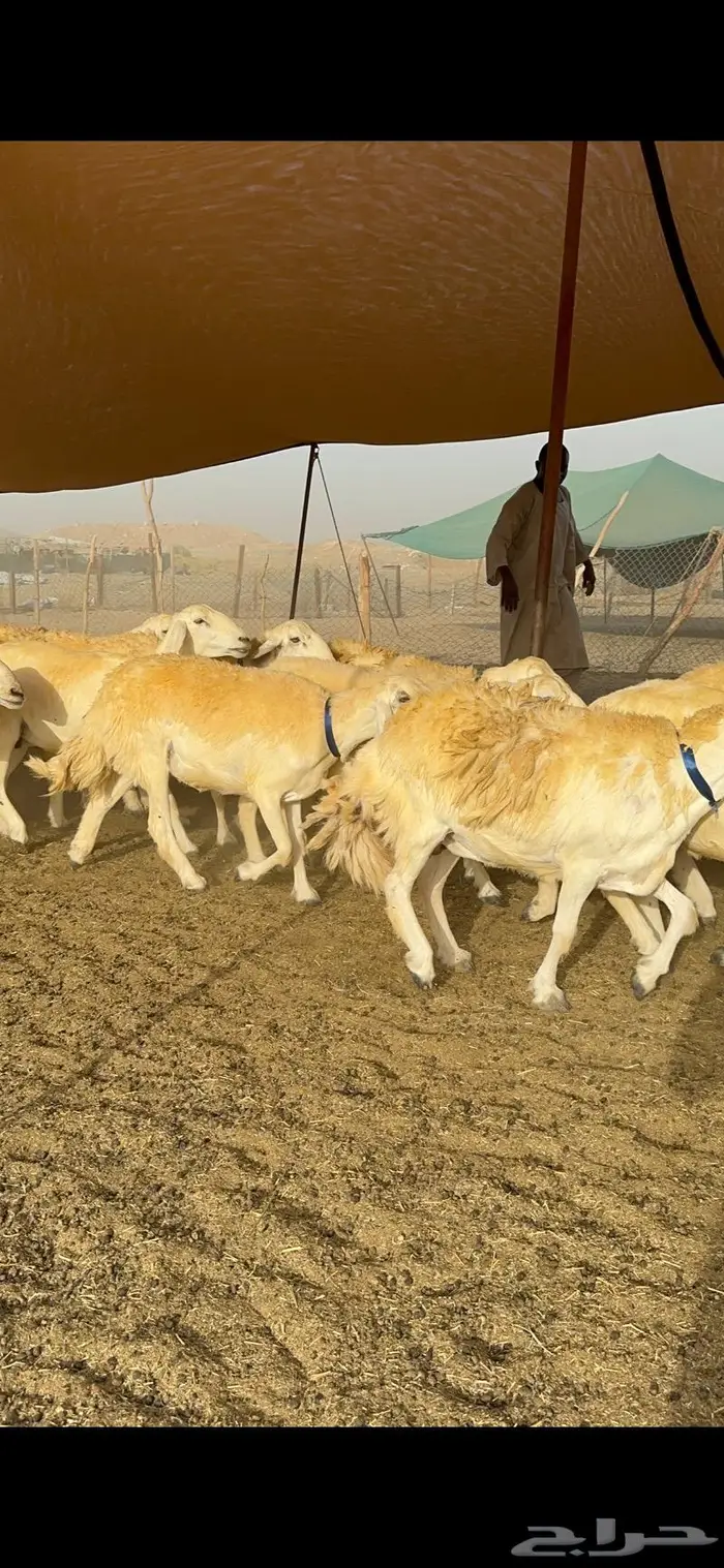 غنم حرية مراح واحد صنف نادر 50 راس 2