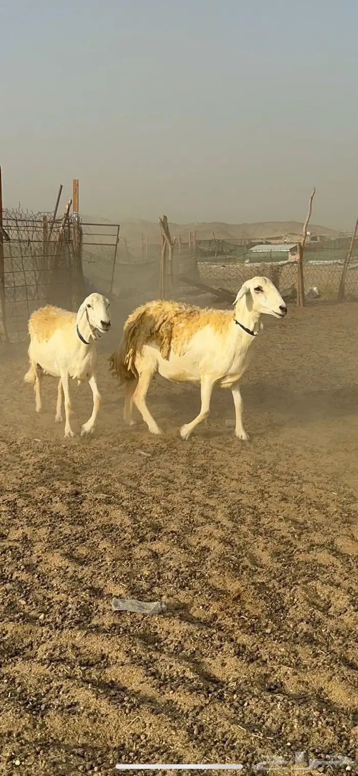 غنم حرية مراح واحد صنف نادر 50 راس 3