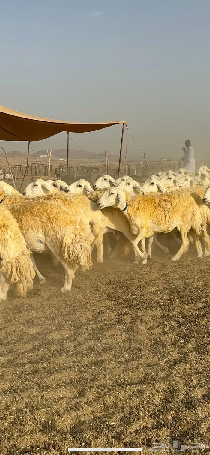 غنم حرية مراح واحد صنف نادر 50 راس 4