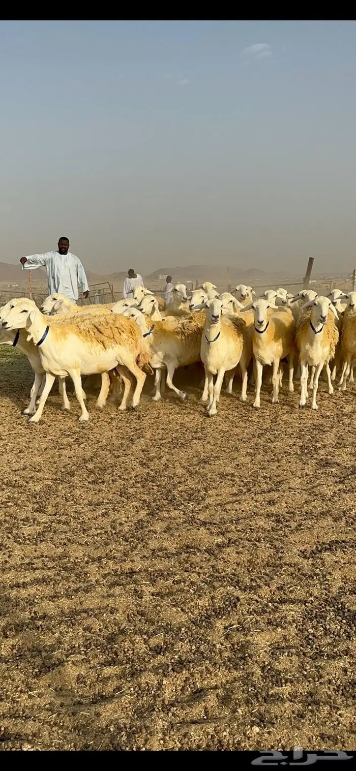 غنم حرية مراح واحد صنف نادر 50 راس 5