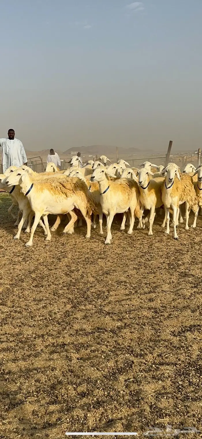 غنم حرية مراح واحد صنف نادر 50 راس 6