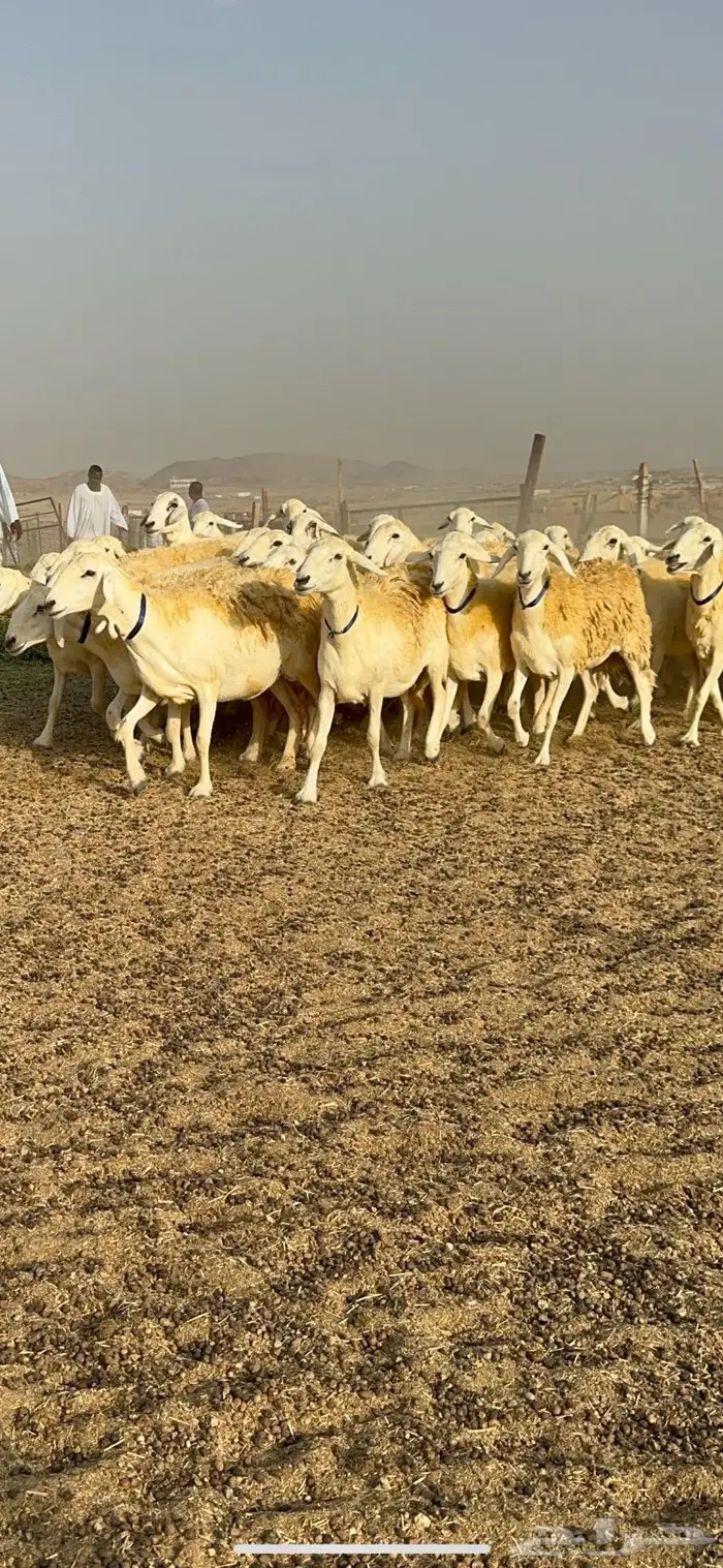 غنم حرية مراح واحد صنف نادر 50 راس 7