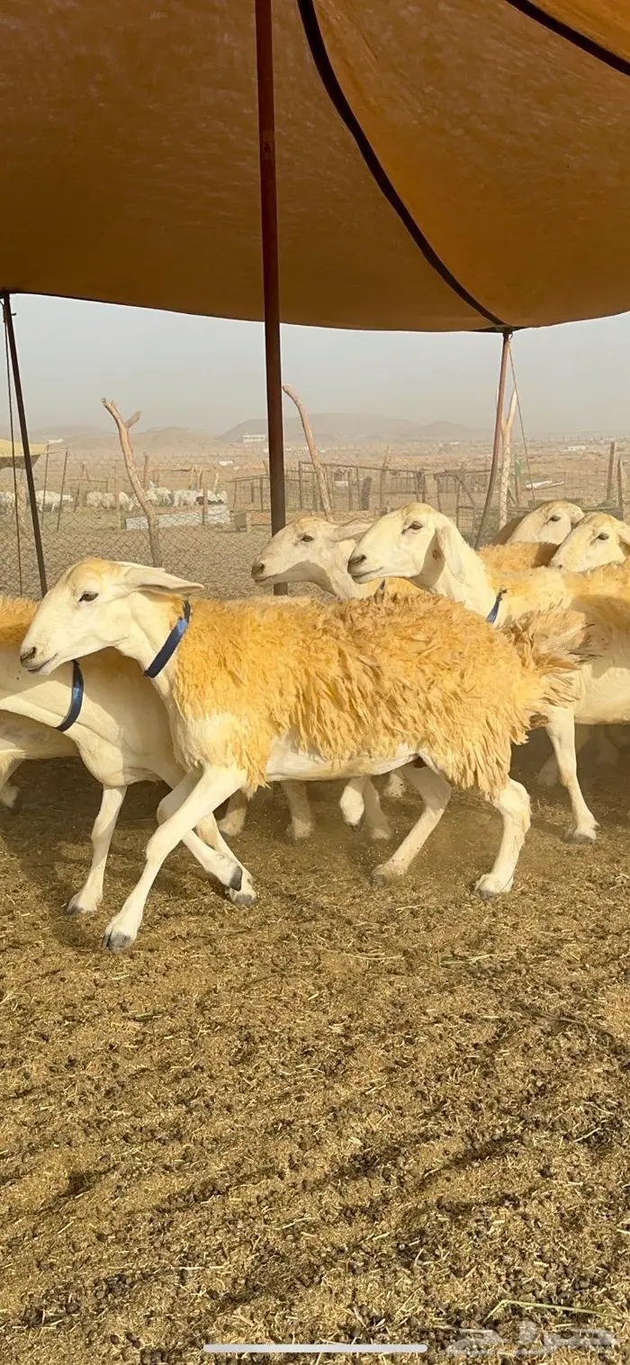 غنم حرية مراح واحد صنف نادر 50 راس 8