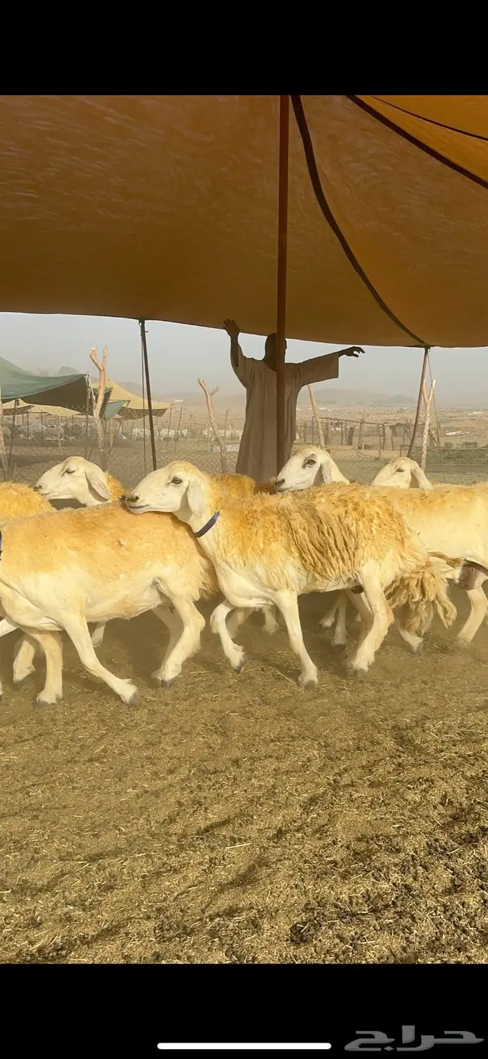 غنم حرية مراح واحد صنف نادر 50 راس 19