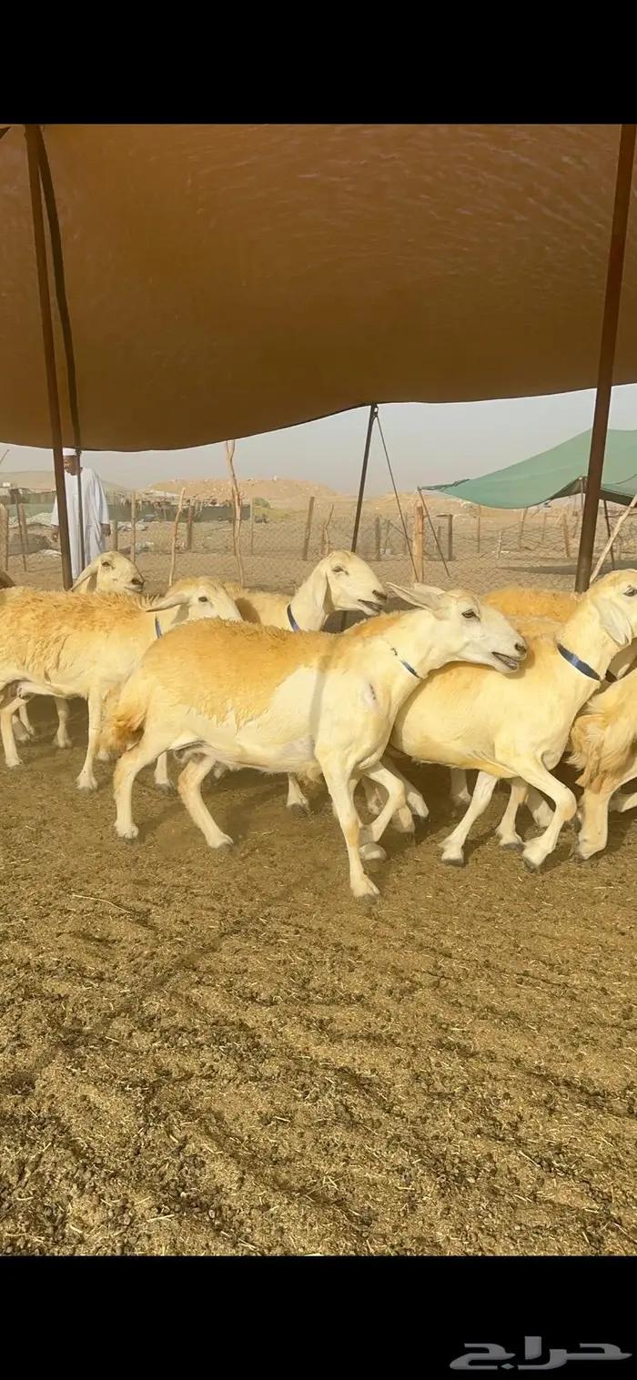 غنم حرية مراح واحد صنف نادر 50 راس 20